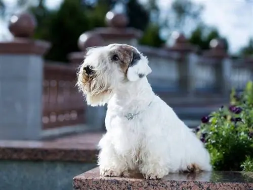 Sealyham Terrier ит породалары жөнүндө маалымат: сүрөттөр, сапаттар, күчүктөр & фактылар