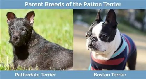 Razas progenitoras del Patton Terrier