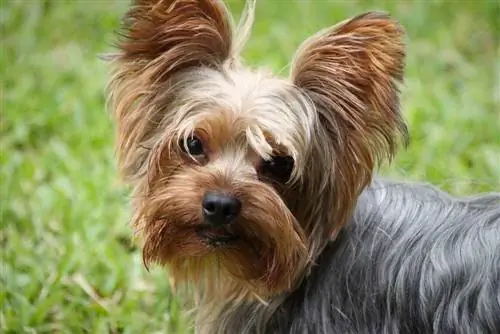 Silky terrier menyuam dev