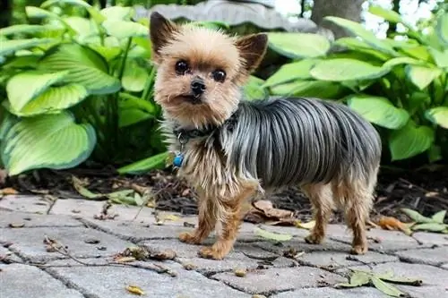 Terrier soyeux