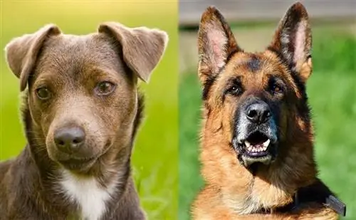 Patterdale Shepherd (Patterdale Terrier & German Shepherd Mix) ข้อมูลสายพันธุ์สุนัข: รูปภาพ บุคลิกภาพ & ข้อเท็จจริง