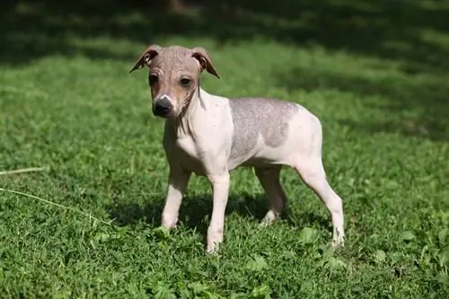 Anak Anjing Terrier Tak Berbulu Amerika