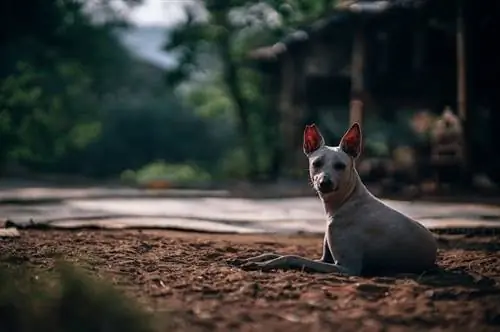 terrier amerikan pa flokë