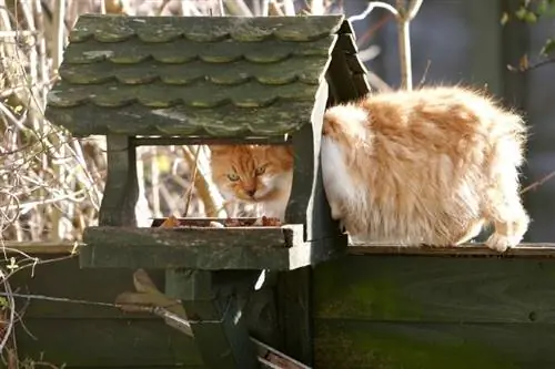 Cómo mantener a los gatos alejados de los comederos para pájaros: una guía paso a paso