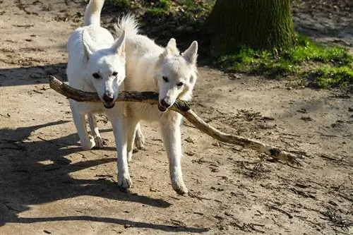 Kenan köpekleri eğitimi