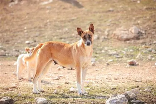 Maklumat Baka Anjing Kanaan: Gambar, Anak Anjing, Sifat & Fakta