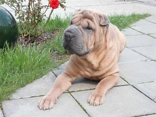 shar pei all'aperto