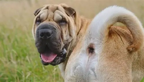 shar pei tongue out