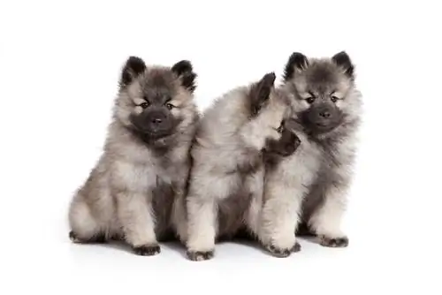 Spitz loup allemand gris les chiots Keeshond