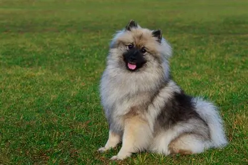 Keeshond นั่งอยู่บนหญ้าสีเขียว