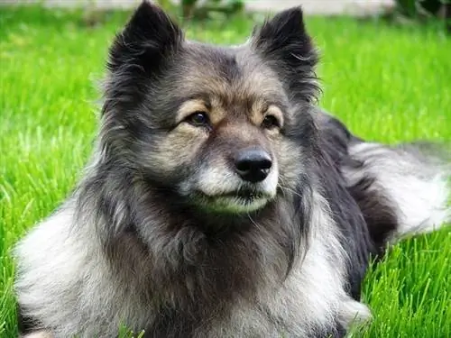 Keeshond šunų veislės informacija: nuotraukos, charakteristikos & Faktai