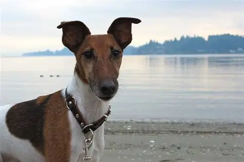 Mini fox terrier écossais sur la plage