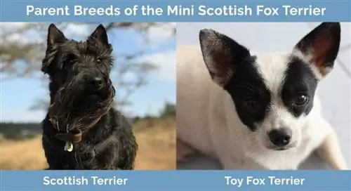 Races parentales du Mini Scottish Fox Terrier