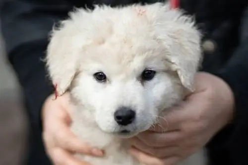 kuvasz puppy