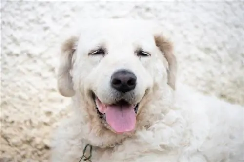 Kuvasz