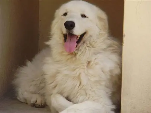 Kuvasz Dog Breed Info: Gambar, Karakteristik & Fakta