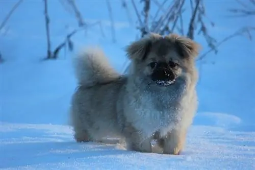 Tibet spaniel balası