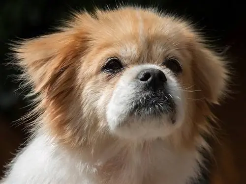 Tibetansk spaniel hvalp