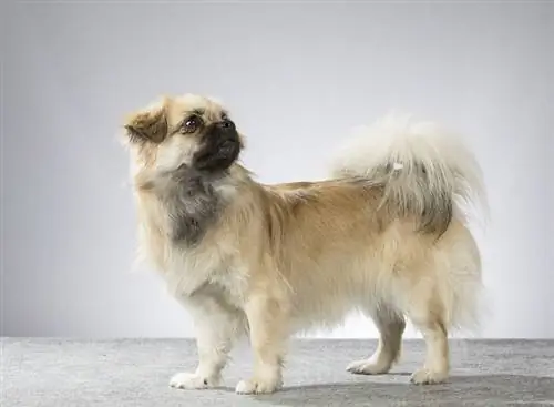 Informació sobre la raça del gos Tibetan Spaniel: imatges, trets, & fets