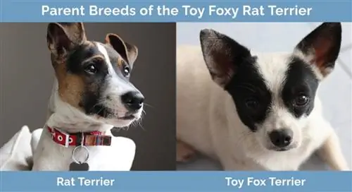 Родителски породи на Toy Foxy Rat Terrier