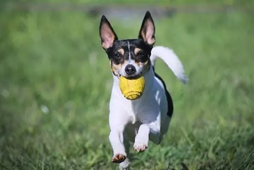 foxterrier