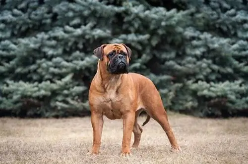 L'extérieur du stand de chien. Bullmastiff_BORINA OLGA_shutterstock