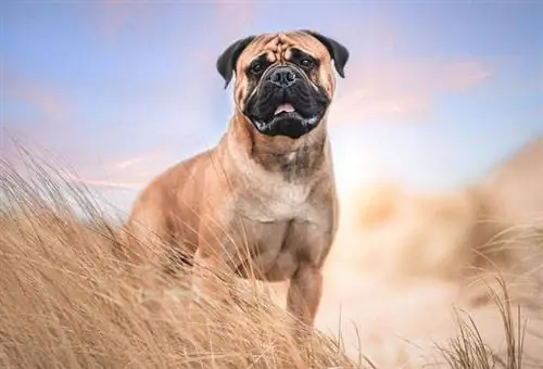 Bullmastiff rød hunderase