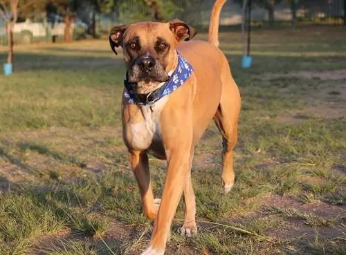 bullmastiff gapi się