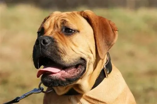 Kırmızı Bullmastiff