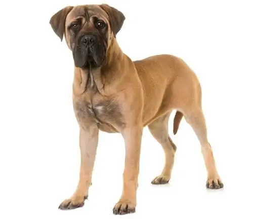 Hur mycket kostar en Bullmastiff? (2023 prisguide)