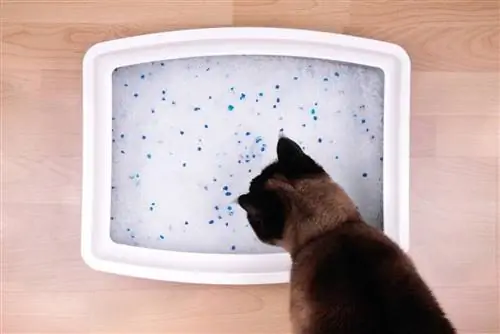 gato mirando el cristal en la caja de arena ecológica