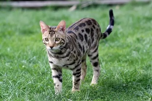 bengal na pusa sa damo