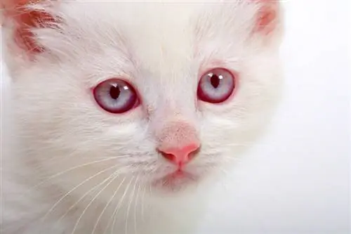 Albino Kitten yam ntxwv qhov muag