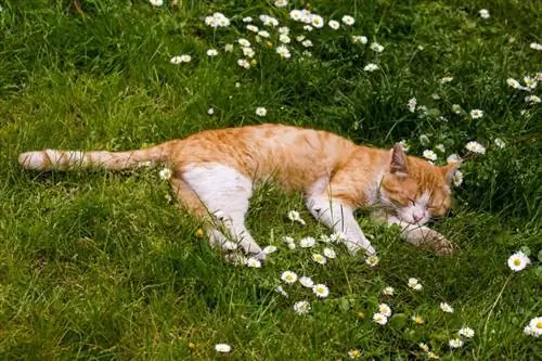 gato naranja durmiendo en el jardín