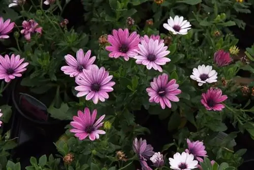 African daisies