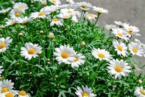 Je, Paka Wanaweza Kula Daisies? Je, ni sumu kwa Paka?