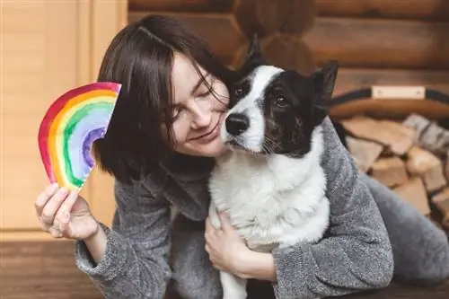 perro cardigan corgi galés y su dueño