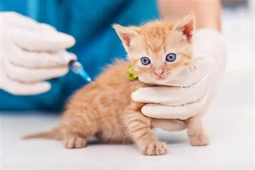 veterinär som ger kattungevaccin