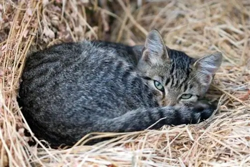 lindo gato cinza na palha