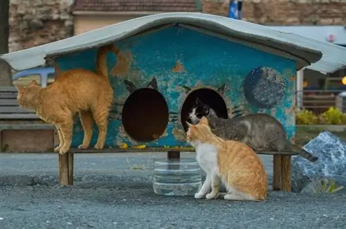 refuge pour chats de rue