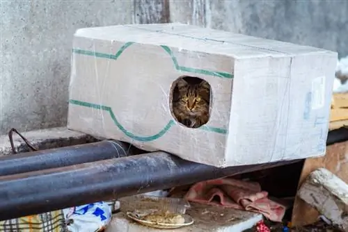 Si ta bëni një mace të egër të përdorë një strehë: 10 ide të miratuara nga veterineri