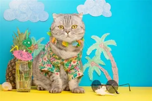 gato en camisa hawaiana con lei y cóctel en la playa