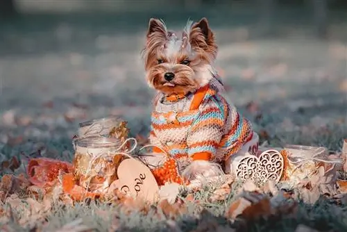 suéter cachorro yorkshire terrier