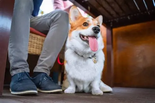 un perro en un restaurante