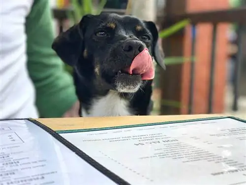 10 mejores cadenas de restaurantes que admiten perros en los EE. UU. (actualización de 2023)