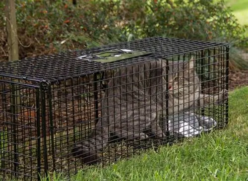 chat sauvage dans la cage