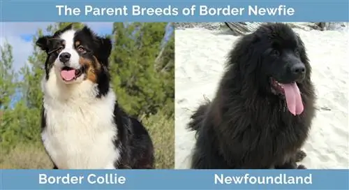 Border Newfie vanemtõud