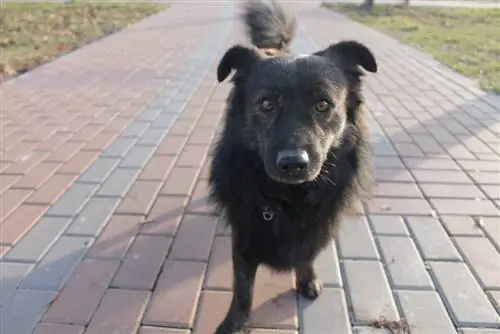 Border Newfie (Border Collie & Newfoundland Mix): Info, billeder, fakta