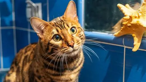 Bengal katt ser nysgjerrig ut i dusjen