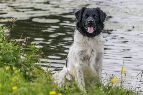 stabyhoun al costat del llac